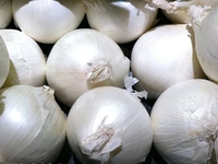 Beyaz Soğan Türleri ve Özellikleri